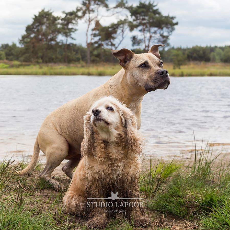 Hier nog eentje van Misia &amp; Daisy. Omdat ze net zo verschillend zijn als dat ze leuk zijn samen! #Eindhoven #honden