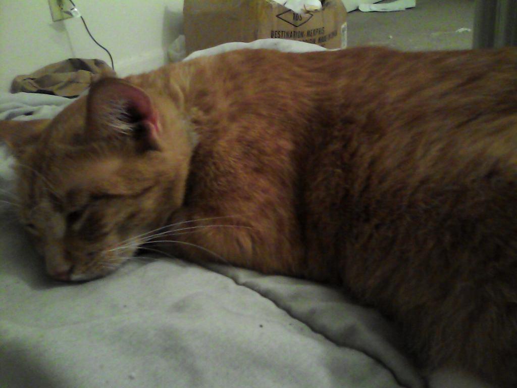 amor_vuelveTX's tweet photo. I think Sphynx is the correct spelling but my tablie doesn't have it! #Pasho #WisdomCat http://t.co/ThnMKP69xu