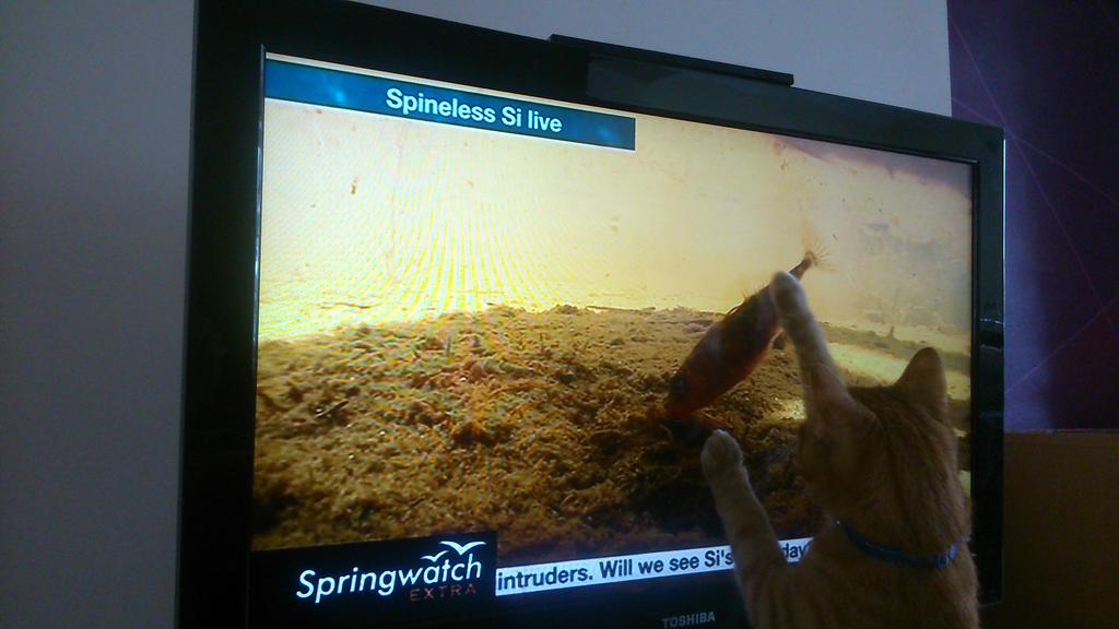 witc_ian's tweet image. JJ has been hooked to #SpringwatchExtra  for nearly an hour, and he simply cannot wait for Si fry. #spinelesssi
