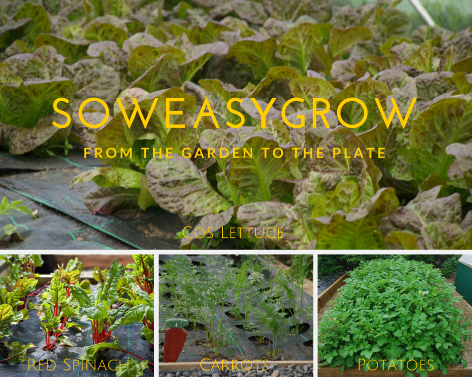 SowEasyGrow's tweet photo. Want to grow onions the easy way? check out our latest article on growing onion from sets. 
https://t.co/YeBsgykRW1 http://t.co/Wq34xGNcCR