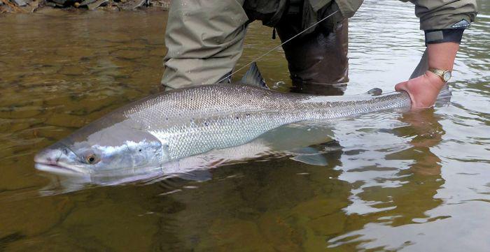 QuebecSporting's tweet image. Hyun Kounne NY- York river June 10 - fishig with Jessica Leittich, PA...Great team work!
#Gaspe #LadiesFishing