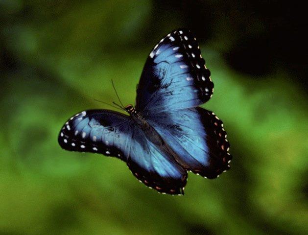MisCromosomas's tweet photo. Algunas mariposas tienen más de 200 pares de cromosomas y los seres humanos tenemos 23 pares. http://t.co/z84N5rkEaM http://t.co/LPg5sObnip