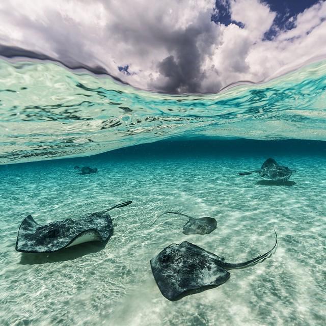 albas_mkt's tweet photo. Photo by @daviddoubilet Southern #Stingrays glide across #NorthSound #GrandCayman, the perfect stage created by sun… http://t.co/UL5EWvR8Vh