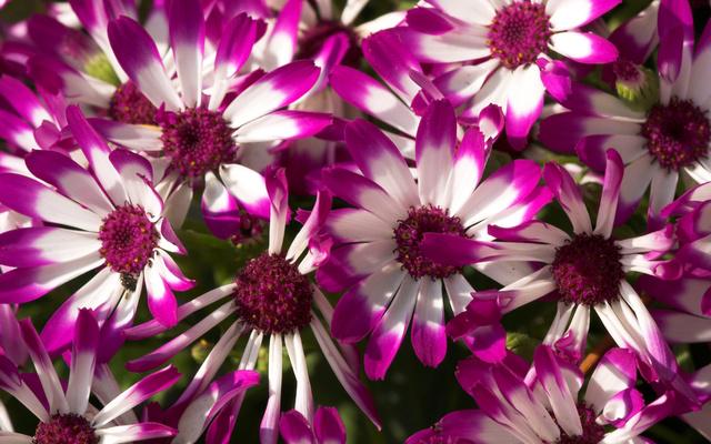 hdweweb4's tweet photo. Pink flowers http://t.co/1cE6GPWk1d #wallpaper #desktop #flowers #floral http://t.co/aUypjkaeem
