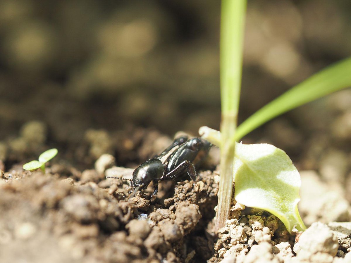 おいしい昆虫記 発売 蟲喰ロトワ むしくろとわ By おいしい昆虫生活 ノミバッタ Xya Japonica ほど仮面ライダーに適したバッタはいないのではないか と思うぐらいかっこよいデザイン サイズ比を無視してトノサマバッタより体重あたりの脚力が強いと