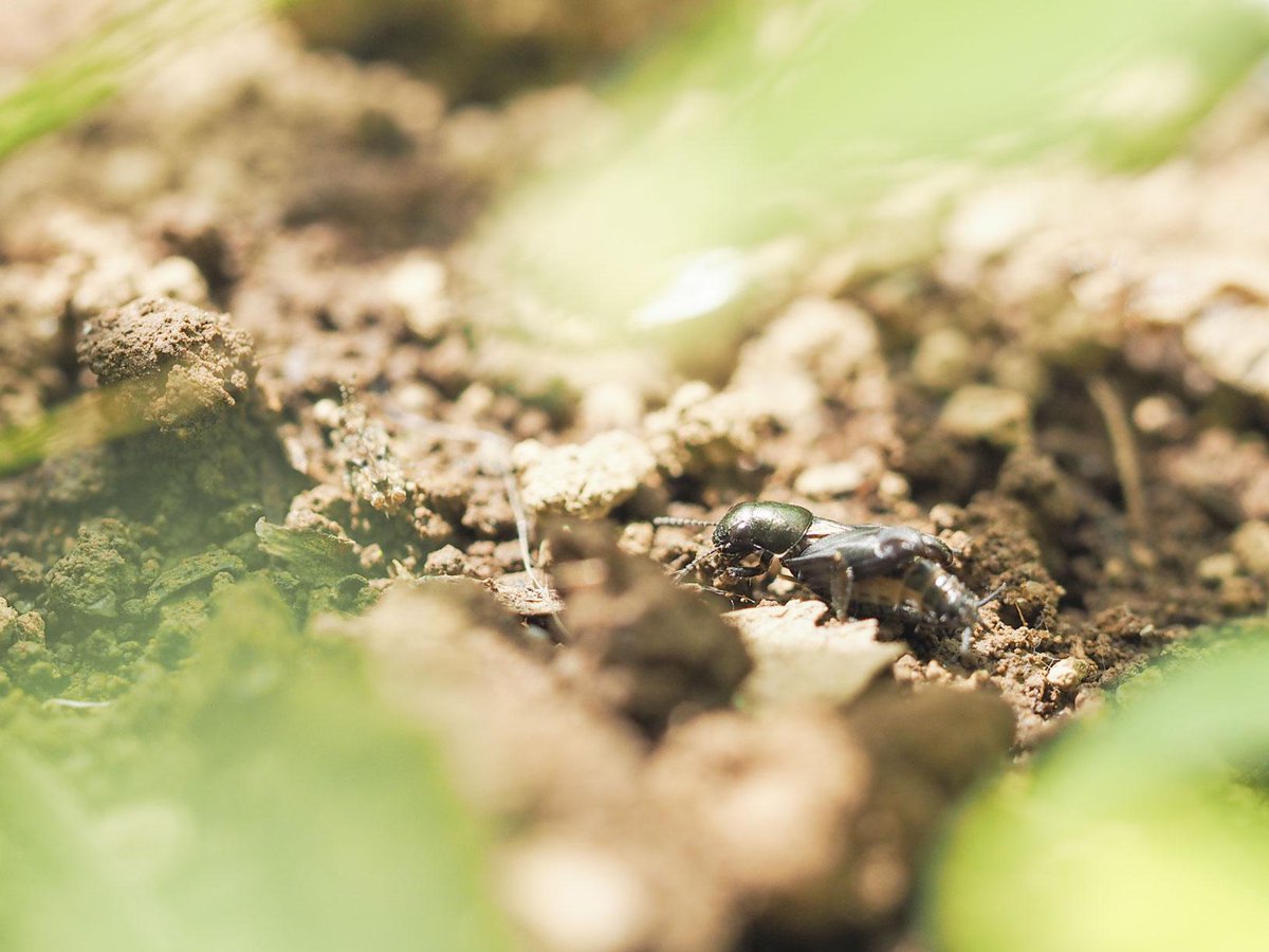 おいしい昆虫記 発売 蟲喰ロトワ むしくろとわ By おいしい昆虫生活 ノミバッタ Xya Japonica ほど仮面ライダーに適したバッタはいないのではないか と思うぐらいかっこよいデザイン サイズ比を無視してトノサマバッタより体重あたりの脚力が強いと