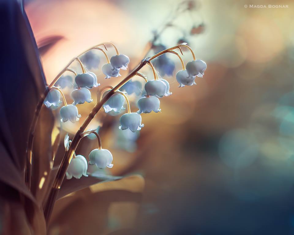 Lilies of the Valley.......by Magda Bognar