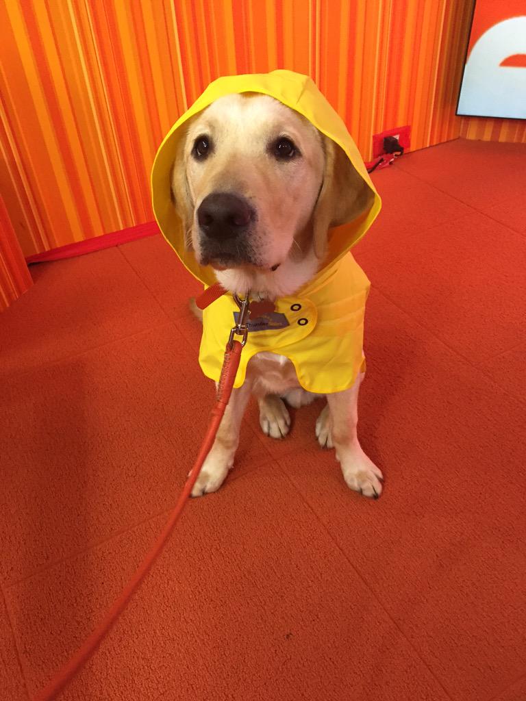 TODAYshow's tweet photo. It's Thursday morning and @WranglerTODAY is ready for anything! http://t.co/qG3gPiznWF