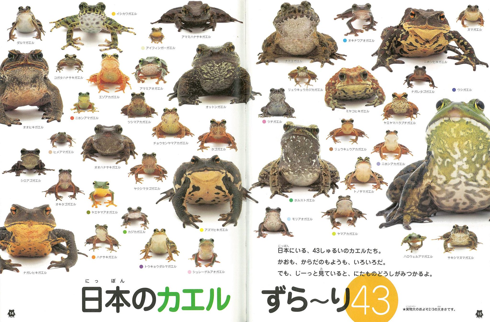 アリス館 雨といえば カエル 強引 ずら りカエル ならべてみると 松橋利光 しゃしん 高岡昌江 ぶん は いきもの好きなお子さんにぴったり 前からうしろから 色々なカエルを見比べます Http T Co G1059ysp86 Twitter