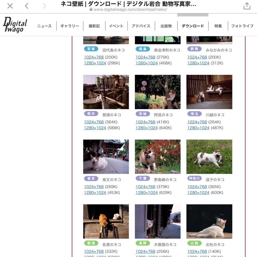 漣ミサ Sazanamimisa على تويتر 世界ネコ歩きのカメラマン岩合光昭さんのホームページ 日本のネコとか動物の壁紙が配布されててヤバイ めっちゃ癒される Http T Co 9cd03tfddt Http T Co Whzjkrkxpx