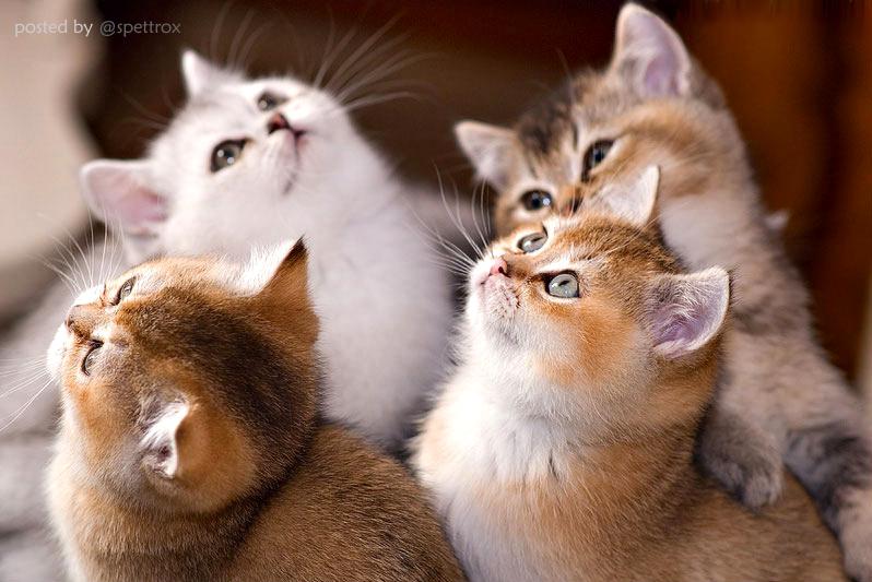 🐾  UFO Detected  🐱 ツ
