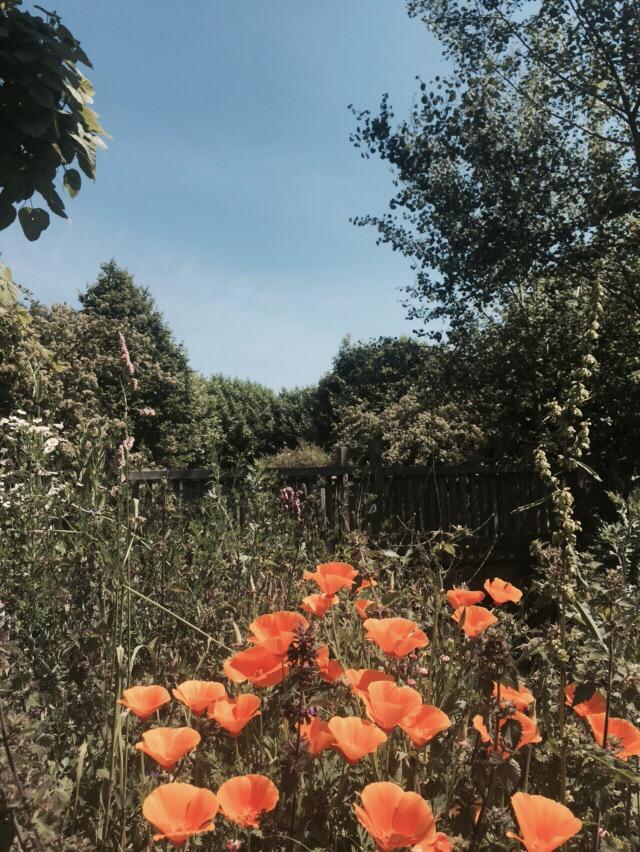 More Deptford in bloom #Deptford #secret #tidemillschool