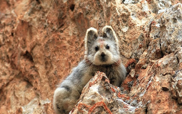 CNN's tweet photo. It's extremely cute &amp; extremely endangered. There are only 1,000  of these tiny creatures left http://t.co/F36FrVOdPe http://t.co/OeUvVkAWjd