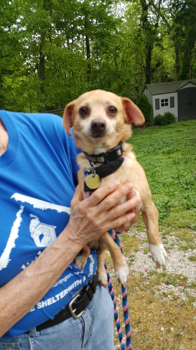 newyorklivetv's tweet photo. Rumor has it Meatloaf the Chihuahua loves a good burger from @dixhillsdiner. Today on #NYLPetProject! #NYLDinerWeek http://t.co/iepms6012R
