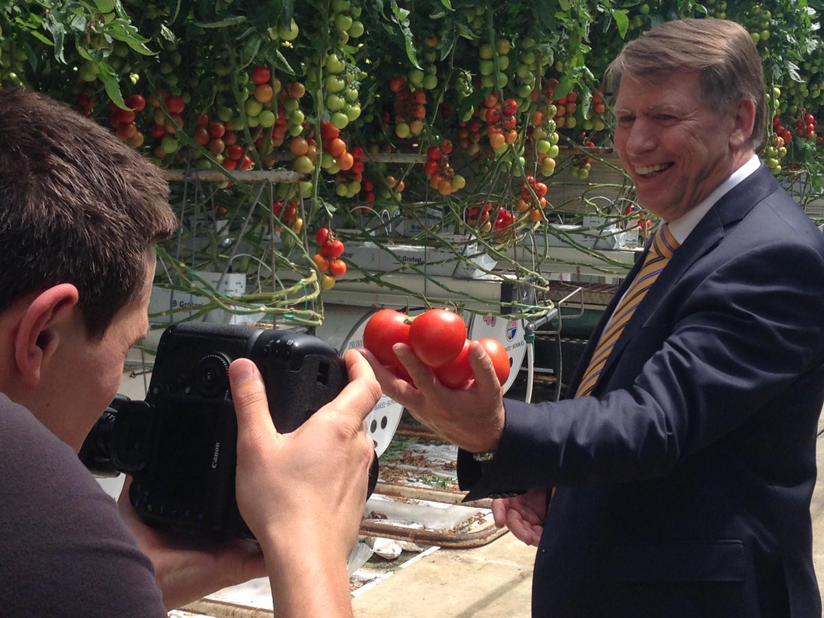 Prominent tomatoes tweet media