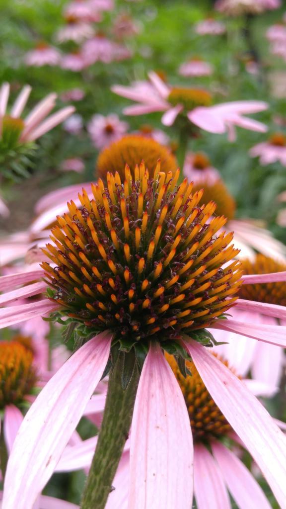 Frances Whitmore tweet media