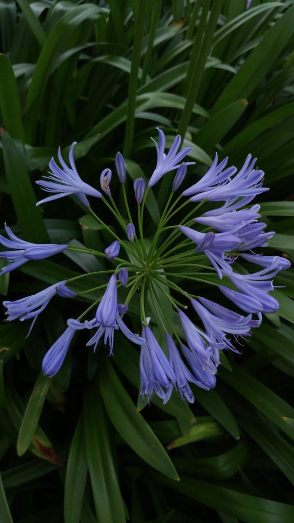 Frances Whitmore tweet media