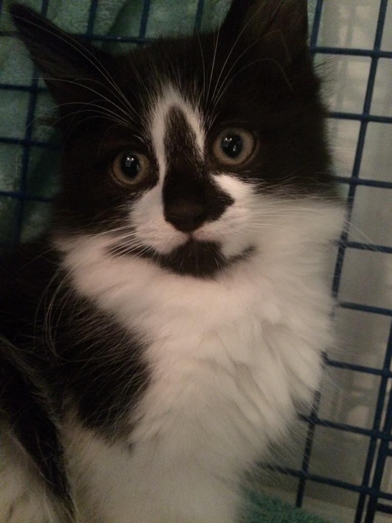 Flower is currently looking for his forever home