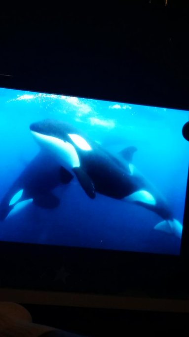 Blackfish...pretty much the most heart wrenching documentary on Netflix. http://t.co/B9Re4wg37Z<a href="/tag/jeezy"class="tags"><span>#jeezy</span></a><a href="/tag/churchinthesestreets"class="tags"><span>#churchinthesestreets</span></a>