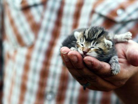 ms_iri's tweet image. Маленький комочек радости сделает большой вашу душу.