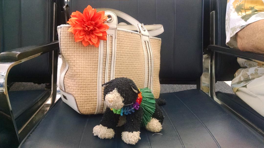 TXHolly's tweet photo. Heading to @the Hukilau with The Love of My Life and Intrepid Adventurer Cat Amore. http://t.co/3PsGGGgkqt