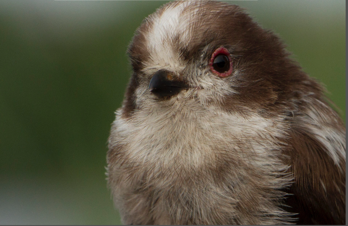 Josie Hewitt tweet media