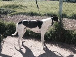 dcgrgreyhounds's tweet photo. Come and see our homeless  gallery for our greyhounds looking for a home. http://t.co/UgaVrKjCW9
