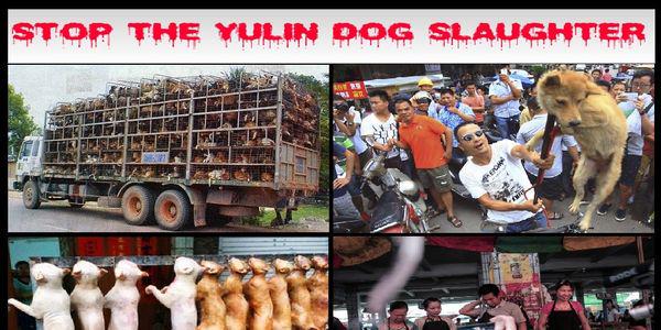Protect_Wldlife's tweet photo. Please Sign &amp; RT: Stop The Barbaric Yulin Dog Meat 'Festival' NOW! http://t.co/ptSuoDbugS … #YulinDogMeatFestival http://t.co/FjeX93lQ1H