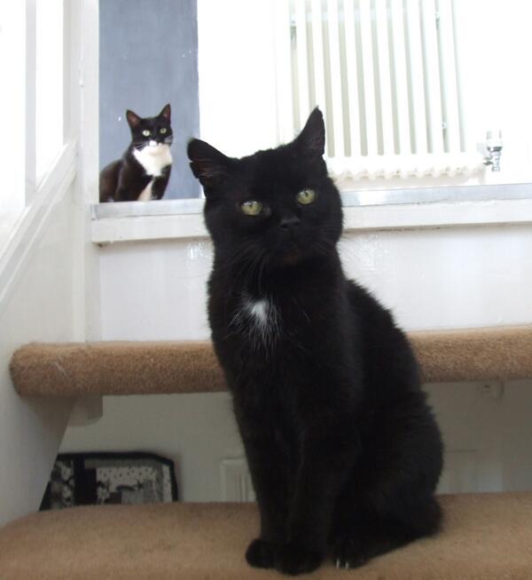 MYSADCAT's tweet photo. My cat is sad because he &amp; a friend are listening to an early Billy Joel ballad &amp; thinking deeply about its lyrics. http://t.co/OdDUUtZ4sl