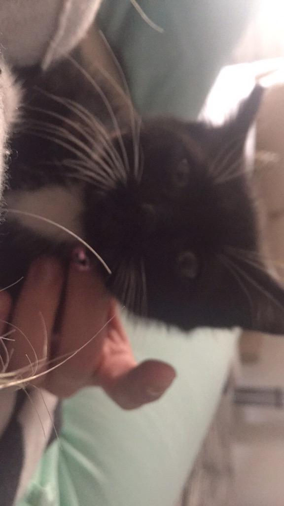 im gonna be gone for 6 weeks and wont be able to see my kitty grow up and i am so upset