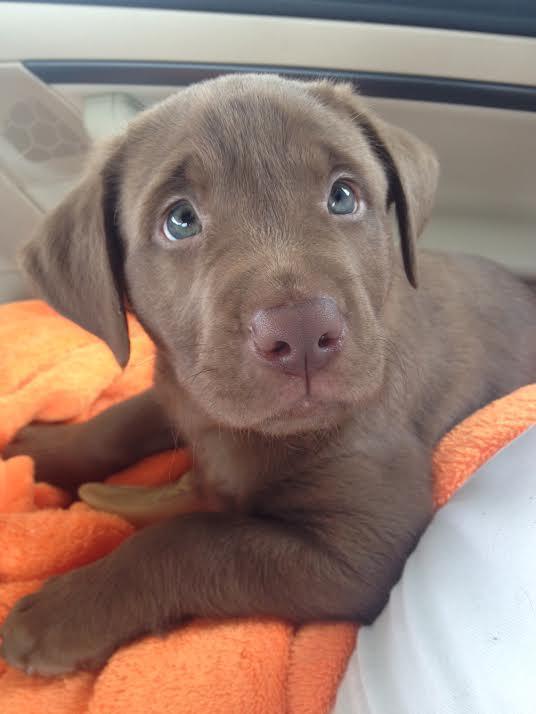_CutestPuppies's tweet photo. Wait V-E-T spells park right http://t.co/wpTsrltq7B