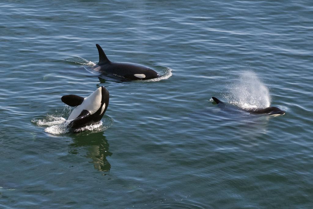 SunnySaturna's tweet photo. Frolicking Orcas at East Point by Miles Ritter #saturna #onshorewhalewatching #bc #gulfislandstour @GulfIslandsNPR http://t.co/prMzmQKbnm