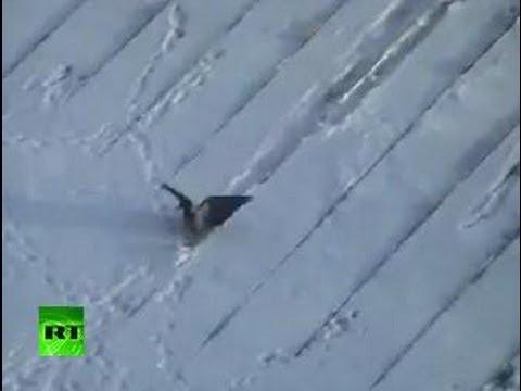 _Yorkie's tweet photo. Crowboarding: Russian roof-surfin' bird caught on tape http://t.co/rJa8iwe5ll #staged http://t.co/l4VUdhiAUU