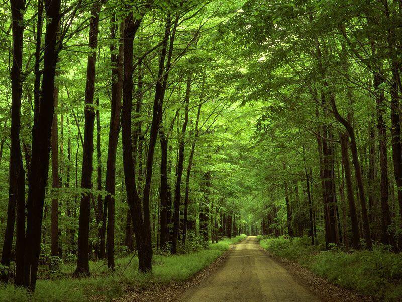 kennedy_2111's tweet photo. I frickin LOVE TREES🌳🌲🍃🍂🍁 #TreesAreRad😍 http://t.co/PGZp6fa3eP