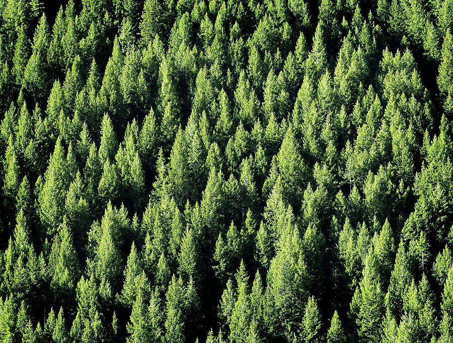 kennedy_2111's tweet photo. I frickin LOVE TREES🌳🌲🍃🍂🍁 #TreesAreRad😍 http://t.co/PGZp6fa3eP