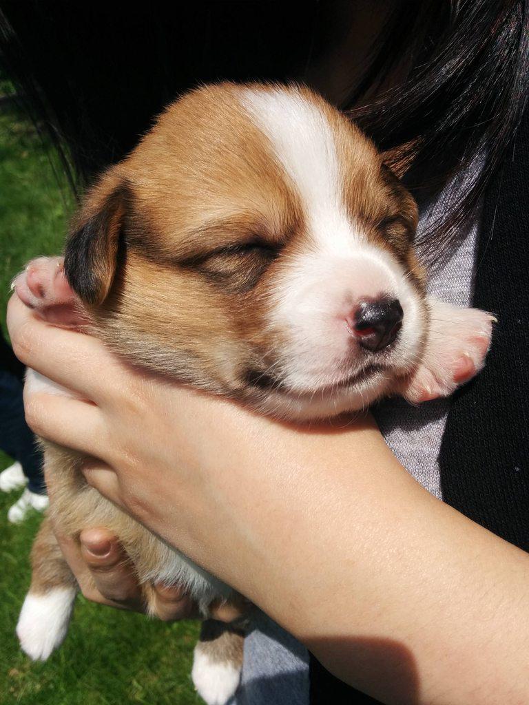 DogVacay's tweet image. Show us your dog’s #FirstDayHome to win a new pet kit fr. @Whistlelabs @DogforDog @PrideBites dogv.ac/ay/1chjHgH