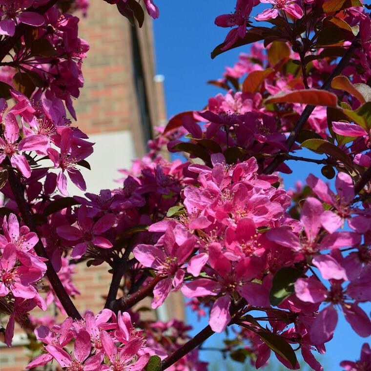 KSUTechHelp's tweet photo. It's a beautiful day for #kentstateDKS! Perfect time to enjoy the flowers #kentstate http://t.co/uOsevUShuK
