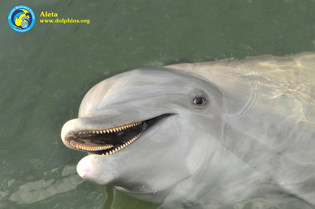 dolphin teeth dolphin teeth