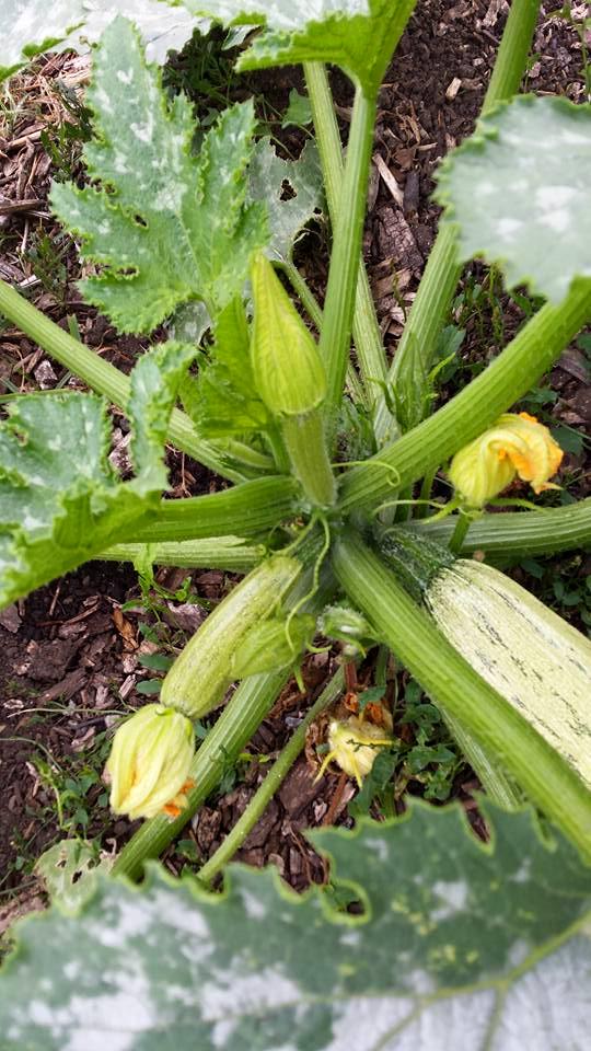 GreenteachKing's tweet photo. Learn how to pollinate squash plants with SLOLA! #pollinationparty http://t.co/I4jZTuSyBH