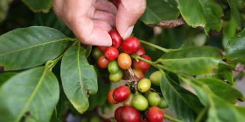 thecoffeetrust's tweet image. WELCOME ABOARD TO OUR LATEST COFFEE HOUSE SPONSORS! Thanks @longbottom1981 &amp;amp; Lotus &amp;amp; Bean for #LaRoyaRecoveryProject!