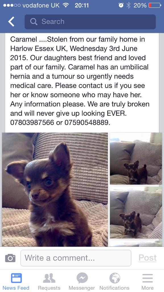 FindCaramel's tweet photo. Keep tweeting guys! Someone somewhere must know where she is! #FindCaramel #getCaramelhome @MissingPetsGB http://t.co/qC8JY45m97