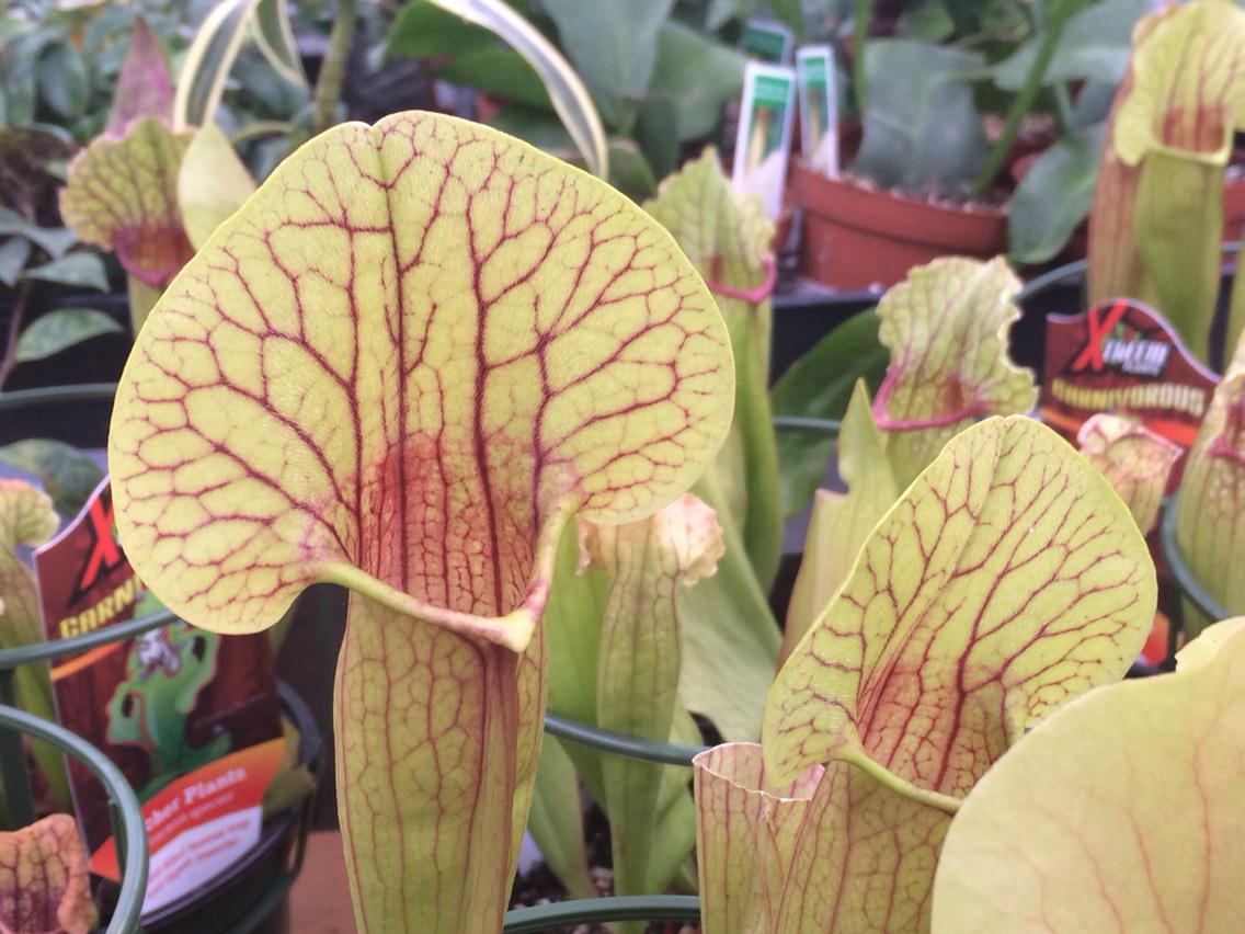 andrew_noga's tweet photo. We have carnivorous plants at the downtown Tulsa Home Depot. #pitcherplant, #venusflytrap http://t.co/idULKXZIxD