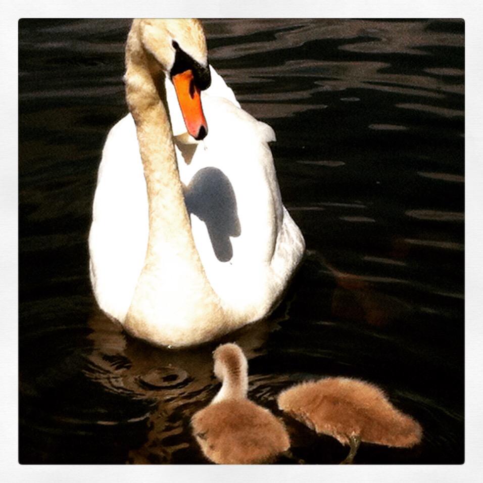 killarneydotie's tweet image. Beautiful shot from Ross Castle yesterday #lovekillarney