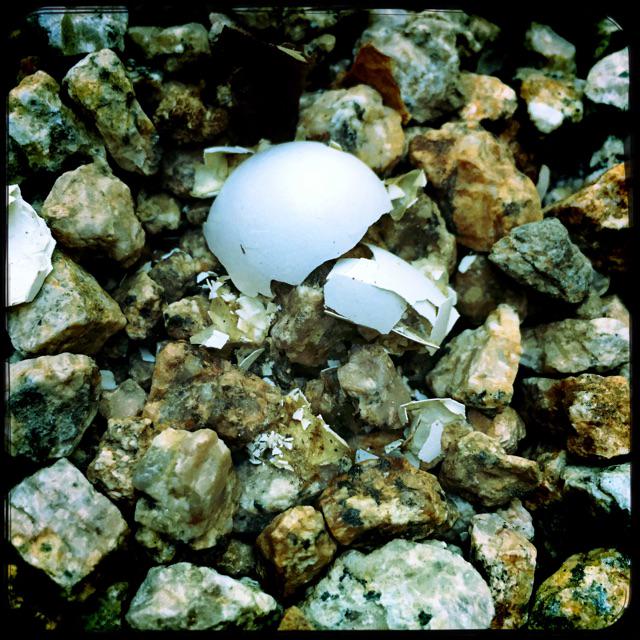 drewrog's tweet image. Pearls before swine, eggs after omelet #foundscenes #iphoneography #photography #Hipstamatic #Ruddy #Love81