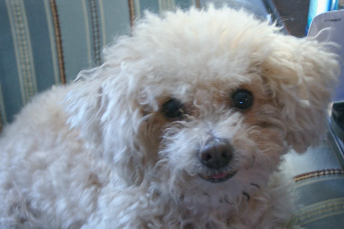 johnleesandiego's tweet photo. My human ate @SunnyAnderson 's recipes at @tinyelephantnj  but all I got was Kibble and Bits #thekitchen #MFWF2015 http://t.co/SePvts7EwU