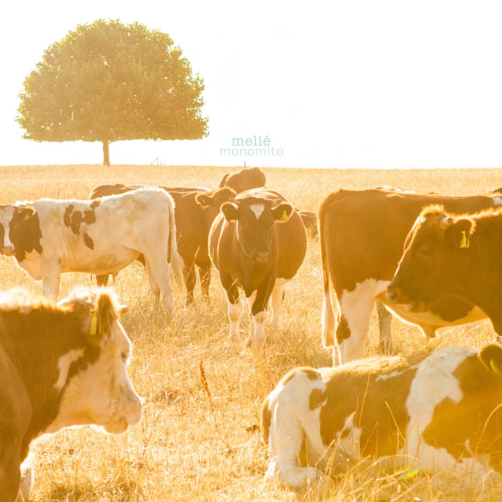 Escucha completamente el nuevo Ep de <a href="/MelieBanda/">melié</a> con “Monomito” rutarock.com/2015/06/escuch… <a href="/RutaRockCom/">Ruta Rock</a> <a href="/SudamericanRecs/">Sudamerican Records</a>