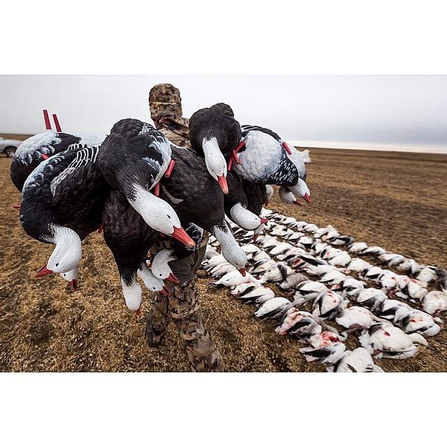 SeacatCreative's tweet photo. Photo: @MattMcCormick05
#SickForIt #BuiltForTheWild #SeacatCreative #AuthenticHunting http://t.co/befQmRDSxr