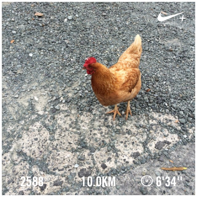 chako0301's tweet photo. どこから来たの？野良？ Nike+を使用して10.0 kmのランを終了しました。 http://t.co/r5iA3OEWjb #nikeplus http://t.co/Jc2odQcUaL