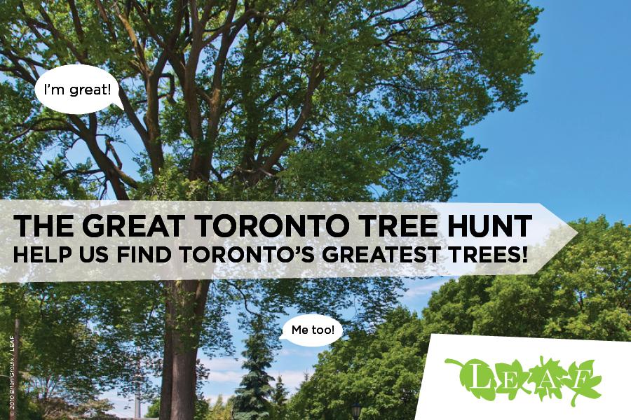 Park_People's tweet photo. Vote for your favourite tree in Toronto > http://t.co/OZWvYZbC3e #UrbanForest #TorontoTreeHunt http://t.co/icw3wQlOzp