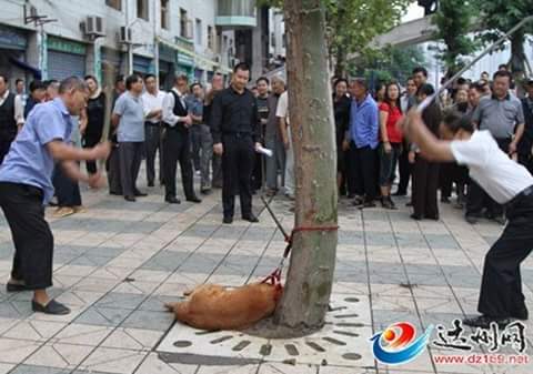 _AnimalAdvocate's tweet photo. With #animals, humanities depravity is almost as limitless 
as our resolve to stop it. #StopYuLin2015
@rickygervais http://t.co/8CEhbZiGQX